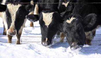Зима близко, подготовка к зимовке